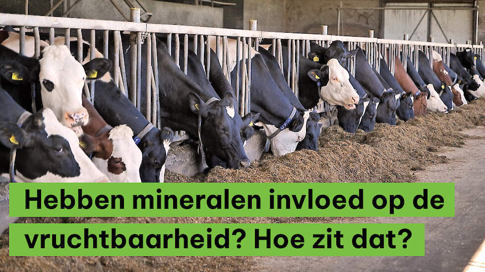 Hebben mineralen invloed op de vruchtbaarheid: hoe zit dat?