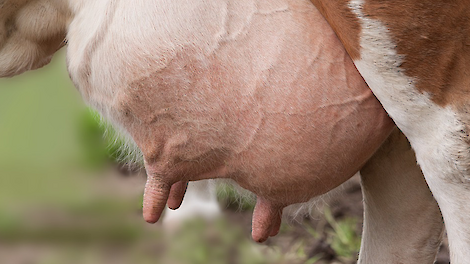 Innovatieve uierverzorging: Gezonde koeien zonder antibiotica