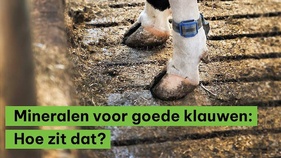 Mineralen voor goede klauwen: hoe zit dat?