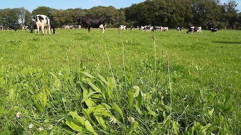 Agrarisch Natuurlijk: zelf aan de slag met natuur- en landschapsbeheer