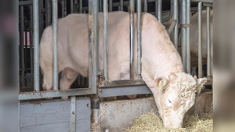 Belgische Blauwe-stier Vekis Barack is dood