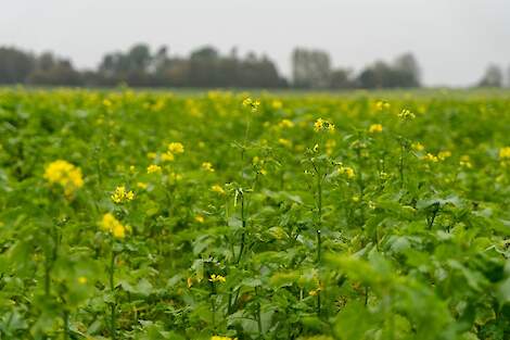 Effect van groenbemesters