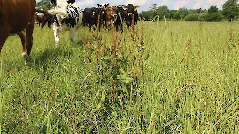 Begrazing en berijden onder natte omstandigheden kan tot meer ridderzuring leiden