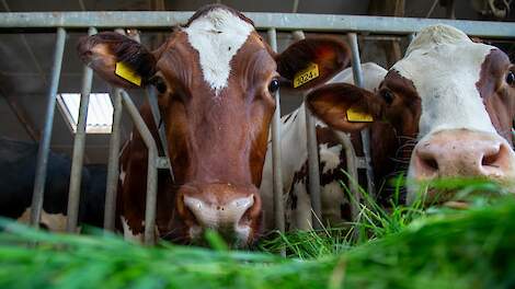 Sturen op laag ureumgehalte in de melk lukt