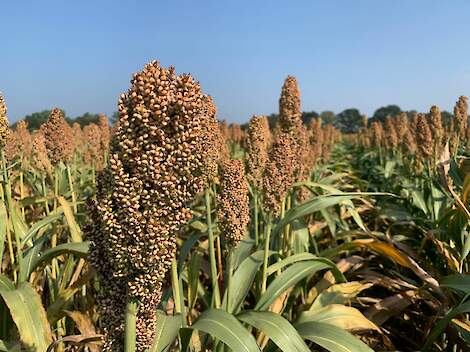 Sorghum monoteelt