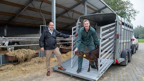 Melkveehouder Jos ter Huurne gebruikt Black Angus als gebruikskruising