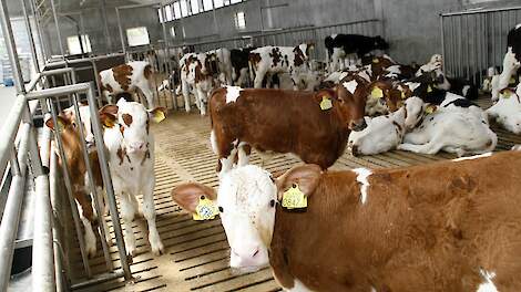 Stichting Dier&Recht verliest opnieuw in strijd tegen roostervloeren in kalverstallen