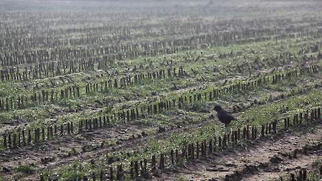 Kraaien in Limburg mogen bestreden worden om akker- en weidevogels te beschermen