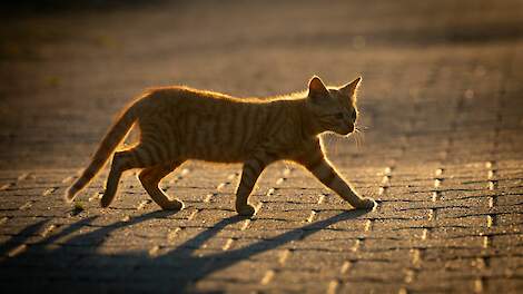 ‘Elke kat minder is winst voor de weidevogel’