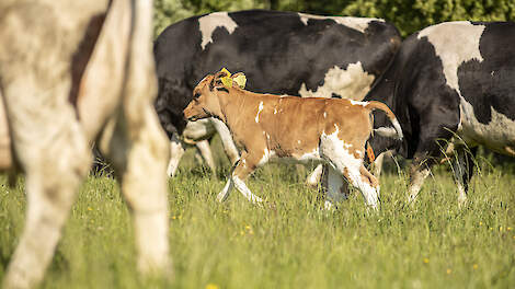 Kalverliefde-melk nu ook bij Jumbo in het schap