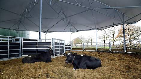 GD gaat dierenwelzijn in de melkveehouderij in beeld brengen