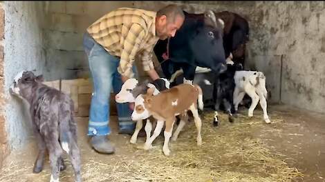 Video: Koe op het Iraanse platteland bevalt van gezonde vijfling