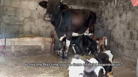 Rare quintuplet calving event in Iran