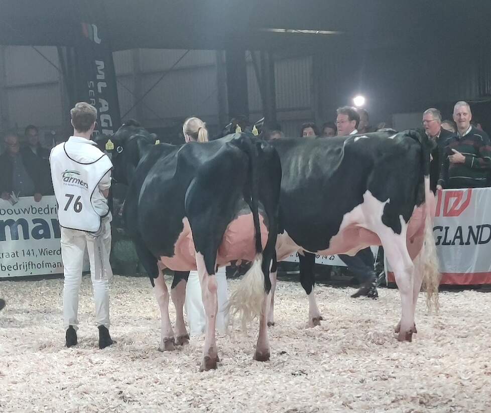 Het fraaie kampioensduo bij de zwartbonte vaarzen: rechts kampioene Truus 1163 van de familie Zomer en links reservekampioene Coby 438 van de familie Oude Hengel.