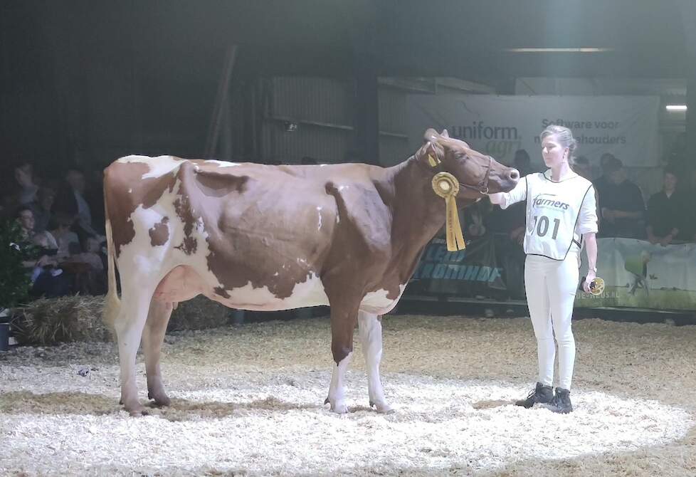 Tweedekalfskoe Tina 7 van de familie Bom pakte de kampioenstitel in de klasse roodbont jong.