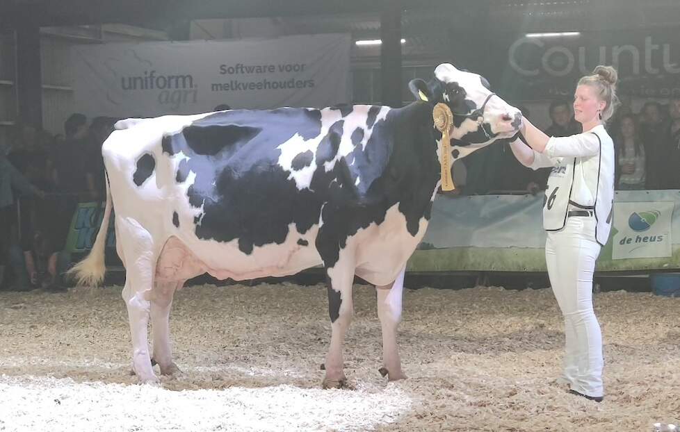 Riek 153 bezorgde de familie Bom een tweede kampioenstitel, nu bij zwartbont.