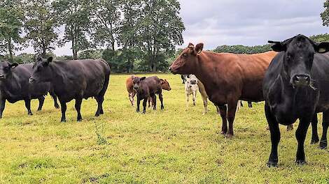 Analyse: ‘Dierwaardige veehouderij levert meer welvaart op’