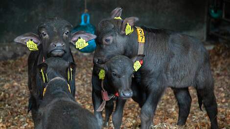 Fotoserie: Familie Verschure stapte over van melkkoeien naar waterbuffels