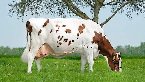 Oud-winnares Beste Boerenkoeverkiezing 2013, Bontje 138, overleden