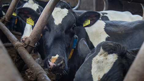 Steeds vaker de koeien na één inseminatie drachtig dankzij nieuwe koesensor