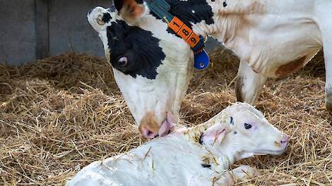 ‘Raadsel hoe snel vogelgriep zich in koppel koeien kan verspreiden’