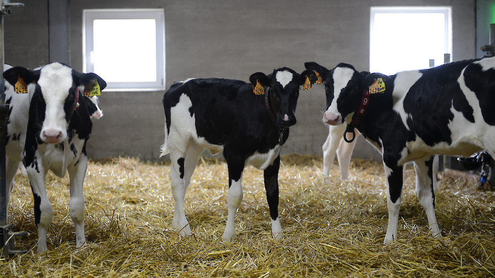 De eerste 16 weken blijven de kalveren, achter gesloten deuren, in een klimaat gestuurde omgeving.