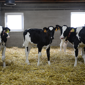 De eerste 16 weken blijven de kalveren, achter gesloten deuren, in een klimaat gestuurde omgeving.