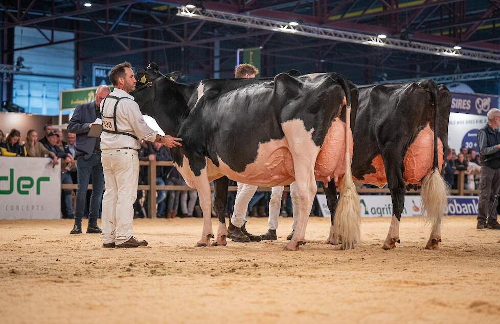 Bons-Holsteins Koba 245 op kop van de tweede rubriek bij de zwartbonte senioren. Ze zou de seniorentitel en de algemene titel pakken. Naast haar Remonte 60.