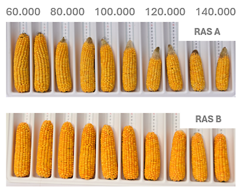 Syngenta onderzoekt systematisch de prestaties van zijn belangrijkste maïsrassen bij zaaidichtheden van 60.000 tot 140.000 zaden per hectare (deze uitersten zitten erin om een responscurve te kunnen maken).