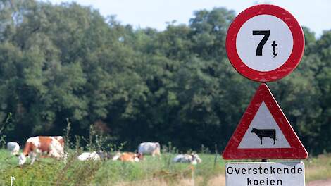 Ontsnapte drachtige koe overlijdt na aanrijding in Ooij