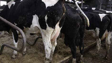 Stikstof- en fosfaatproductie van Nederlandse veestapel gedaald