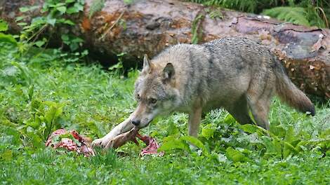 De wolf heeft zijn beschermde status verloren