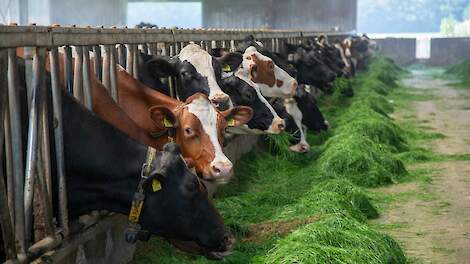 Een trage passage leidt tot betere verhouding mest en urine