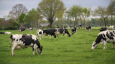 Weidegang gedaald in 2024 door nat voorjaar en blauwtong