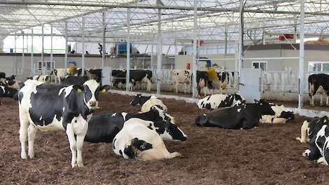 De Marke verkent vernieuwende stalmogelijkheden dierwaardige veehouderij