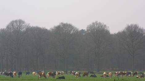 Veel weiden resulteert in lagere methaanemissie van de veestapel