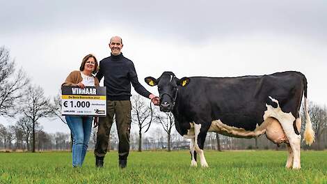 97 koeien aangemeld voor de verkiezing Beste Boerenkoe