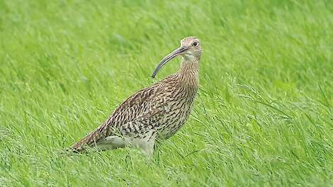 Video: BoerenNatuur Kennisuur over de Wulp