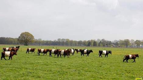 Boterhuispolder moet door financiële keuze gemeente direct stoppen