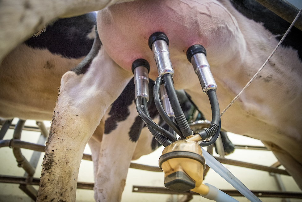 Kies voor zekerheid en resultaat. Kies voor flint/dent maïsrassen van POWERCELL™ en zie het verschil in uw melktank en de conditie van uw koeien.