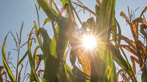 Bescherm je maisopbrengst tegen droogte