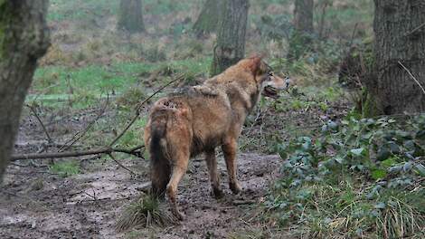 Zorgen bij NMV en Agractie om aanwijzing wolvengebieden