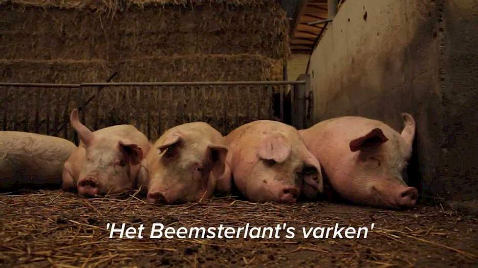 Boeiende Boeren afl. 8 / Het Beemsterlant's varken