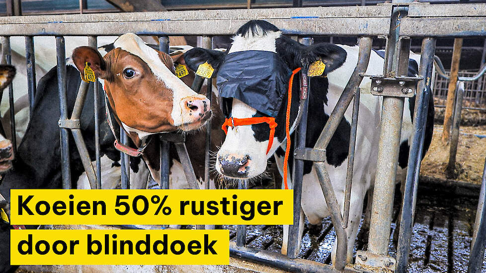 Koeien 50 procent rustiger door speciaal halster met blinddoek