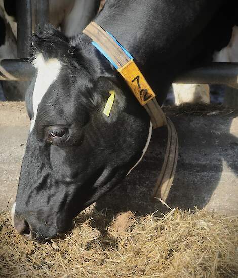 De koeien van de deelnemers zijn klaar voor de proef: de blauwe zender aan de halsband is de tag voor de weidegang-registratie.