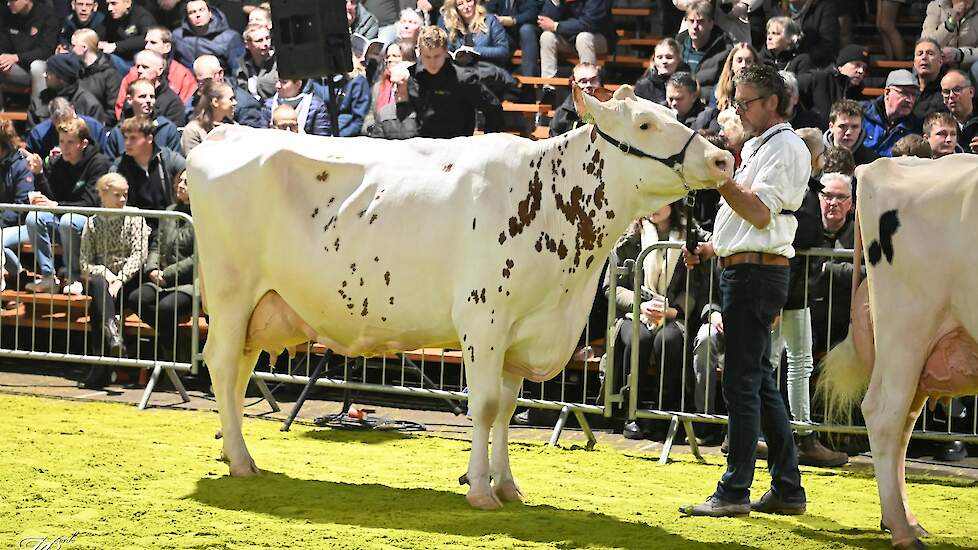 Koosje 153 van melkveebedrijf VOF De Stelling in Nieuwleusen (OV).