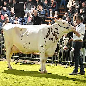 Koosje 153 van melkveebedrijf VOF De Stelling in Nieuwleusen (OV).