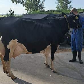 Martha 3017 van melkveehouderij Plender in Kamperveen (OV).