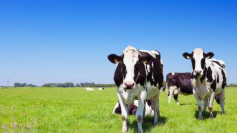 Samenwerking voor verlaging van ruw eiwit in melkveerantsoenen