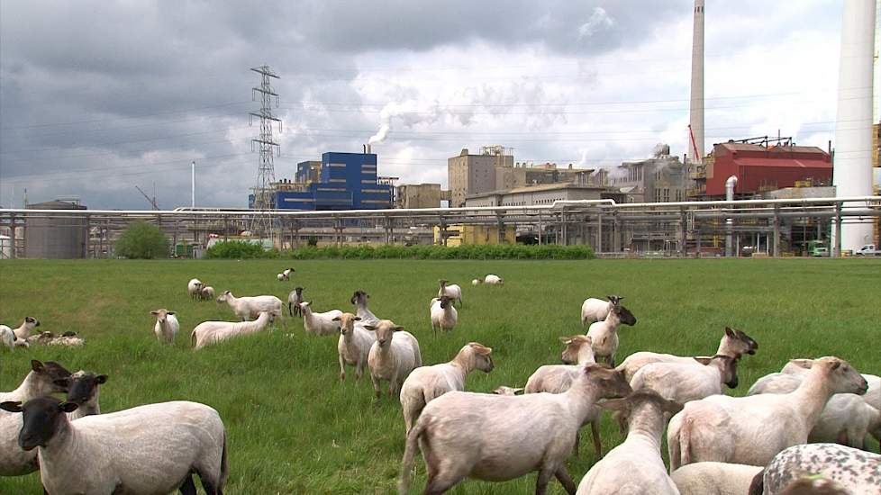 Kunstmestproductie bij OCI Nitrogen